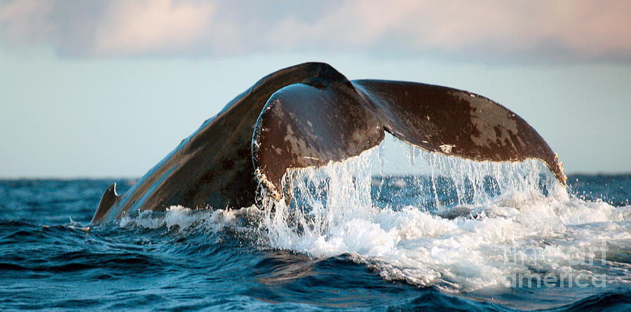 Lee más sobre el artículo Encuentro con ballenas y recomendaciones a seguir